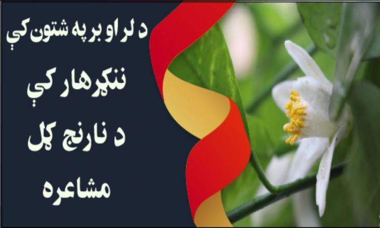 ننګرهار کې د نارنج ګل مشاعره |Narinj Gul Poetry in Nangrahar